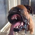 funny dog 1