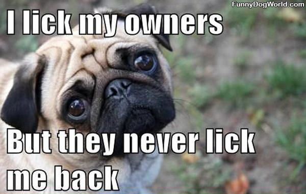 Lick My Owners