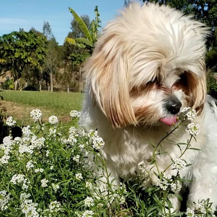 Licking Some Flowers