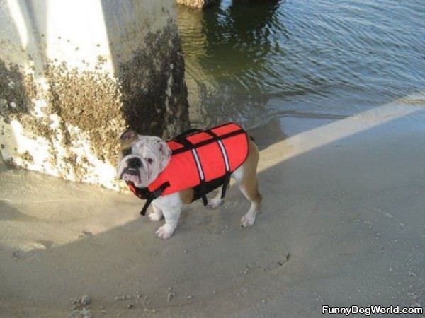 Life Vest Dog