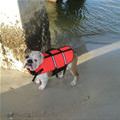 funny dog 4