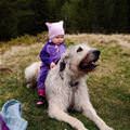 Like A Horse