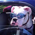 funny dog 4