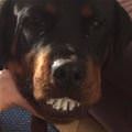 Like My Teef