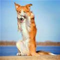 funny dog 2
