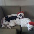 funny dog 3