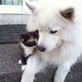 funny dog 1