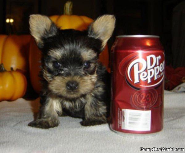 Little Dr Pepper