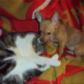 Little Nibble