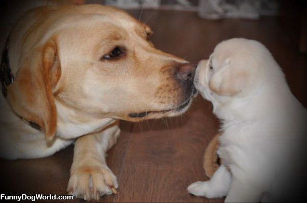 Little Puppy Kiss