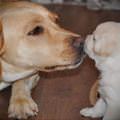Little Puppy Kiss