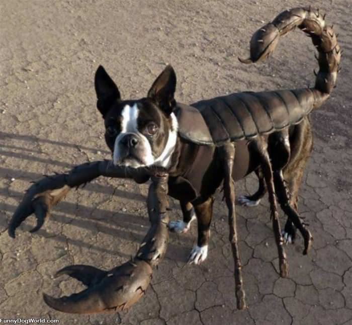 Lobster Dog