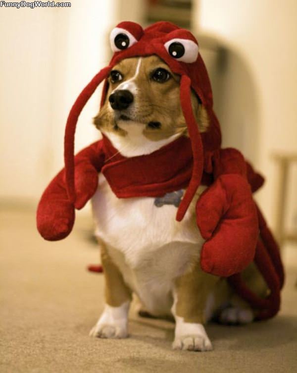 Lobster Dog Is Mad