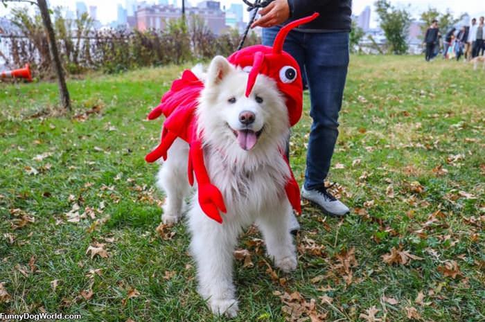 Lobster Dog Is Out