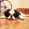 funny dog 2