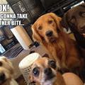 funny dog 3