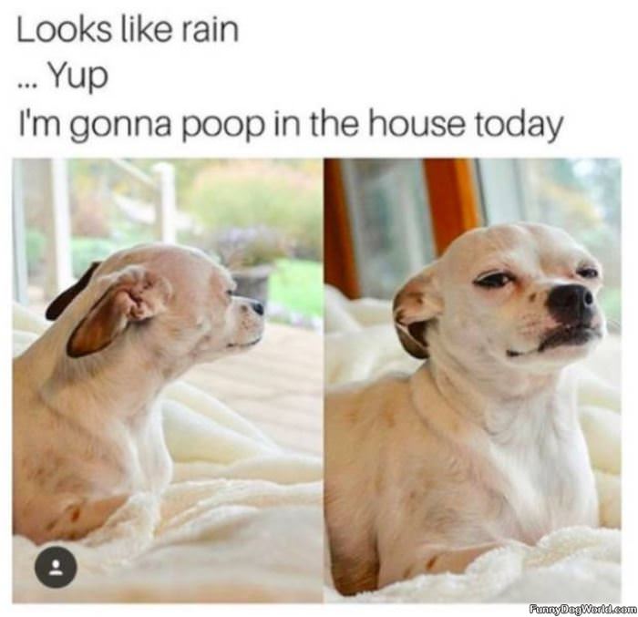 Looks Like Rain | Funnydogworld.com