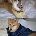 Louie-the-dog