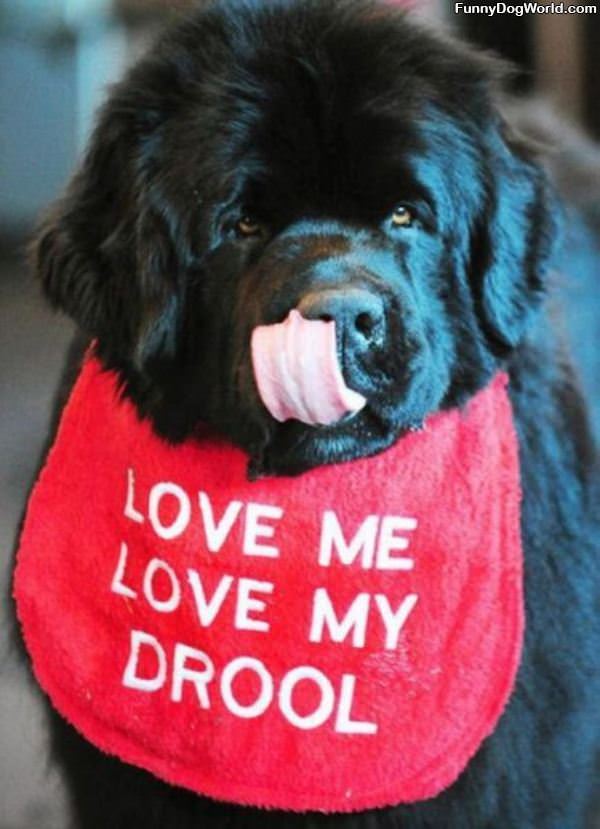 Love Me Love My Drool