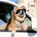 Love My Car Rides