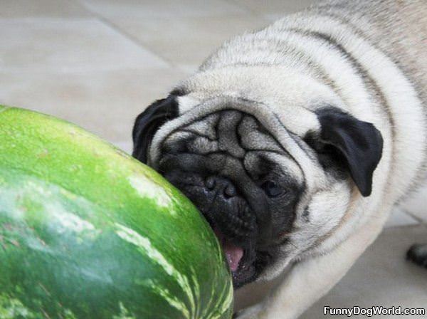 Love Watermelons