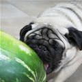Love Watermelons