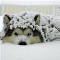 Loves Da Snow