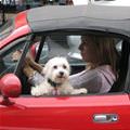 funny dog 4