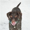 funny dog 5