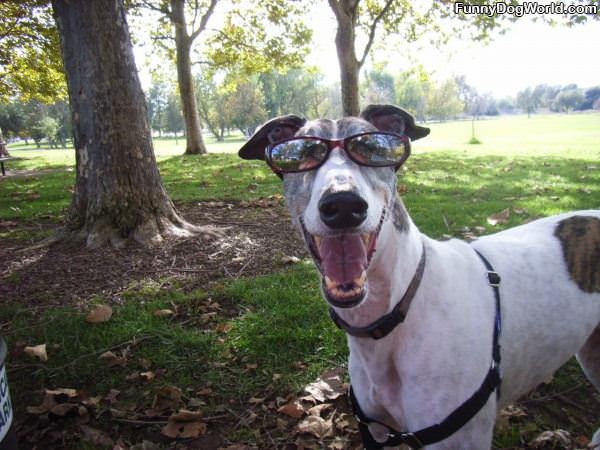 Loves The Sunglasses