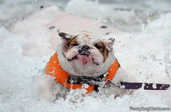 Loves The Surf