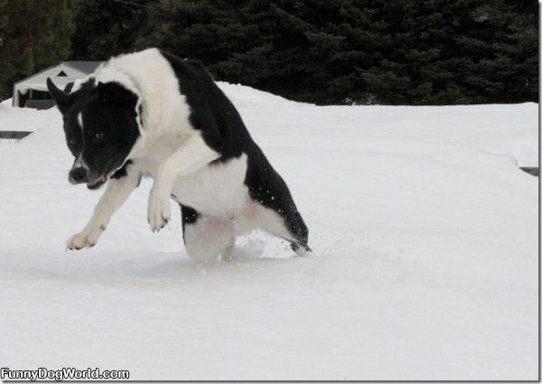 Lucky Just Loves The Snow