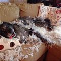 funny dog 1