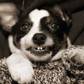 funny dog 4