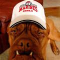 Marines Dog
