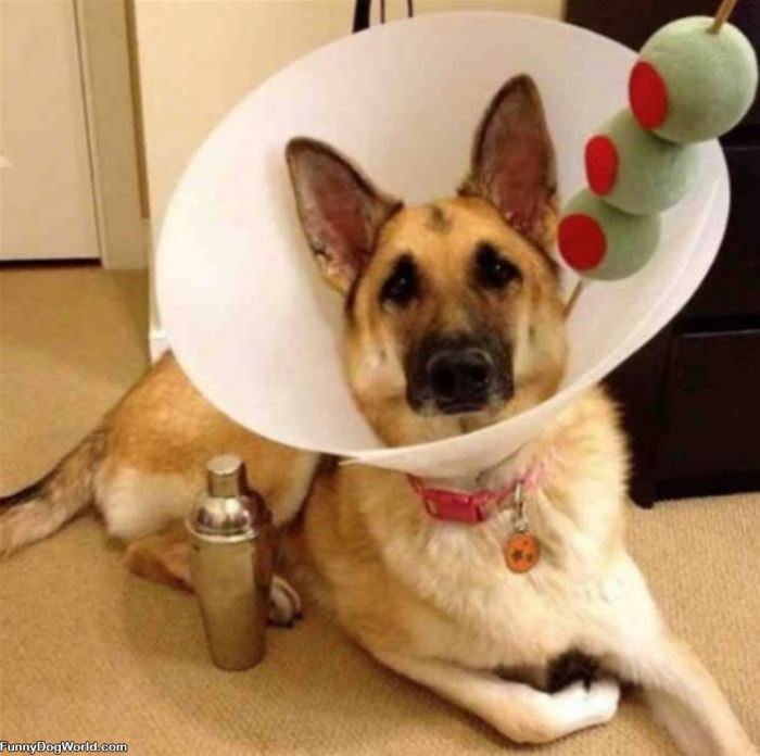 Martini Dog