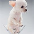 funny dog 2