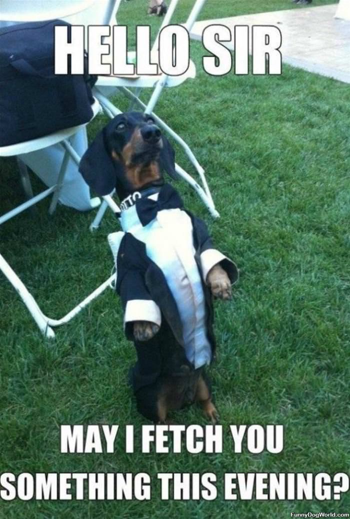 May I Fetch You Something