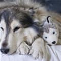 Me And The Stuffed Animal