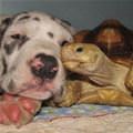 funny dog 5