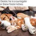 Meet Dexter