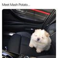 funny dog 4