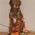 funny dog 4