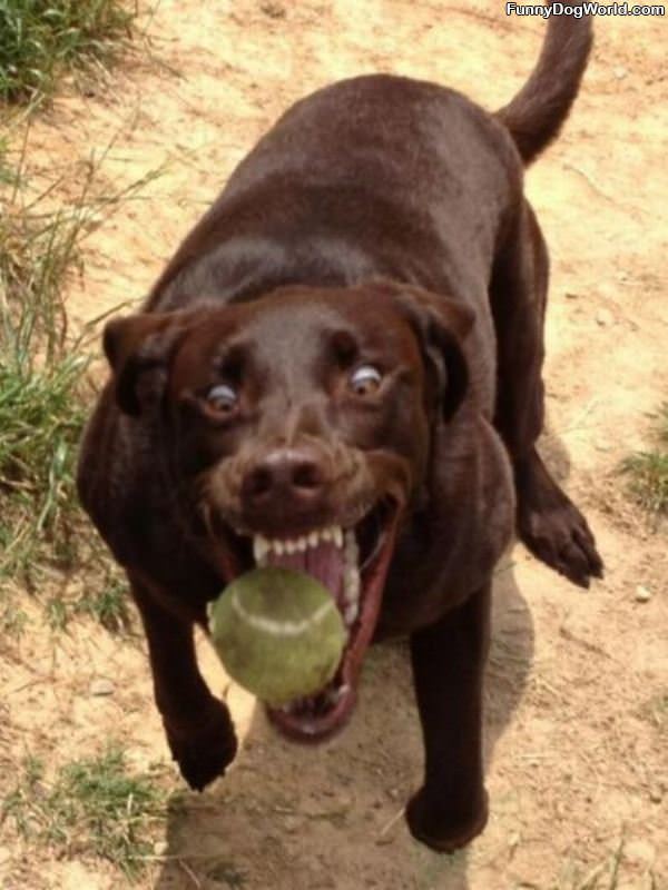 Mid Fetch Dog