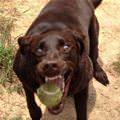 Mid Fetch Dog