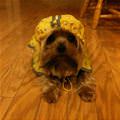 Miko Raincoat