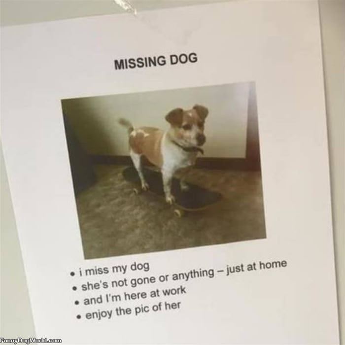 Missing Dog