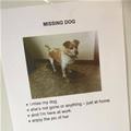 Missing Dog
