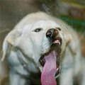 funny dog 3