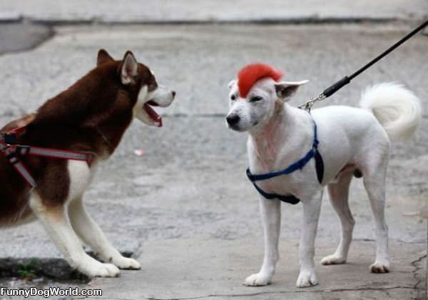 Mohawk Dog